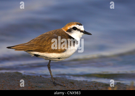 Seeregenpfeifer (Charadrius Alexandrinus), männliche auf eine Uferpromenade, Griechenland, Lesbos Stockfoto