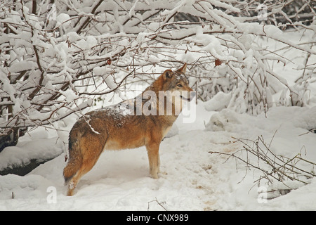 Europäische graue Wolf (Canis Lupus Lupus), tief unter einem Busch in einer Landschaft stehend bedeckt mit Schnee, Deutschland, Erzgebirge Stockfoto