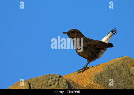 schwarzen Steinschmätzer (Oenanthe Leucura), männliche sitzt auf einem Stein, Spanien, Almeria Stockfoto