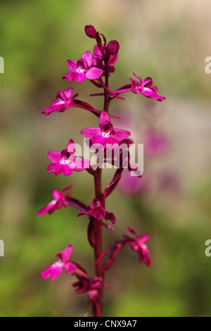 vier vor Ort Orchis (Orchis Quadripunctata), Blütenstand, Griechenland, Lesbos Stockfoto