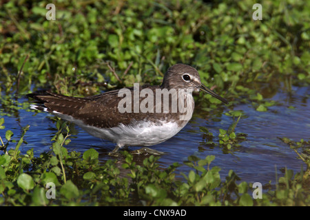 grüne Flussuferläufer (Tringa Ochropus), stehen im flachen Wasser, Spanien, Coto De Donana Nationalpark Stockfoto
