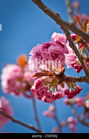Nahaufnahme der Blüten auf Kwanzan verschiedene blühende Kirschbäume Baum vor einem blauen Himmel an der San Leandro Marina Bucht von San Francisco. Stockfoto