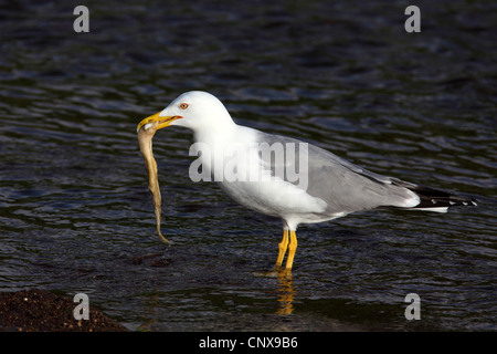 gelb-legged Möve (Larus Cachinnans), stehendes undlangsam Wasser mit einem Calamar in seinen Schnabel, Griechenland, Lesbos Stockfoto