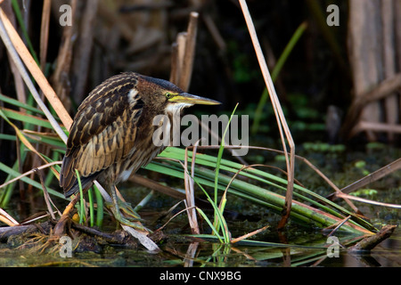 wenig Rohrdommel (Ixobrychus Minutus), Quietsche in ein Schilfrohr, Griechenland, Kerkini Stockfoto