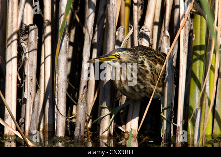 wenig Rohrdommel (Ixobrychus Minutus), Quietsche in ein Schilfrohr, Griechenland, Kerkini Stockfoto