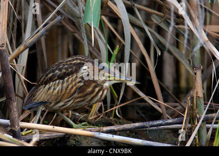 wenig Rohrdommel (Ixobrychus Minutus), Quietsche in ein Schilfrohr, Griechenland, Kerkini Stockfoto