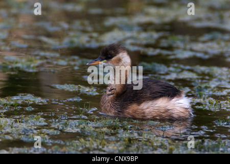 Zwergtaucher (Podiceps Ruficollis, Tachybaptus Ruficollis), Schwimmen in Eclipse Gefieder, Griechenland, Kerkini Stockfoto