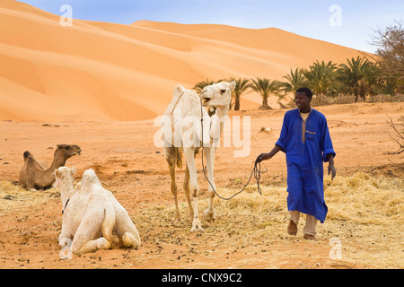 Dromedar, einen buckligen Kamel (Camelus Dromedarius), Mann mit ruhenden Dromedare vor drohenden Sanddünen, Libyen, Sahara, Germa Stockfoto