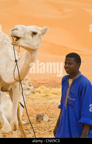 Dromedar, einen buckligen Kamel (Camelus Dromedarius), Mann mit ruhenden Dromedare vor drohenden Sanddünen, Libyen, Sahara, Germa Stockfoto