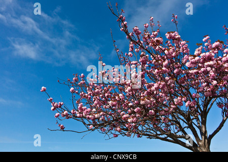 Ein Kwanzan verschiedene blühende Kirschbäume Baum vor blauem Himmel mit leichten Wolken an der San Leandro Marina Bucht von San Francisco. Stockfoto