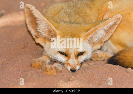 Fennec Fuchs (Fennecus Zerda, Vulpes Zerda), liegend mit dem Kopf auf dem Sand, Libyen Stockfoto