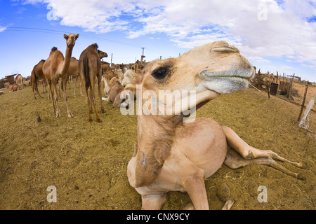 Dromedar, einen buckligen Kamel (Camelus Dromedarius), mehrere Tiere auf Kamelmarkt, Libyen, Sebha Stockfoto