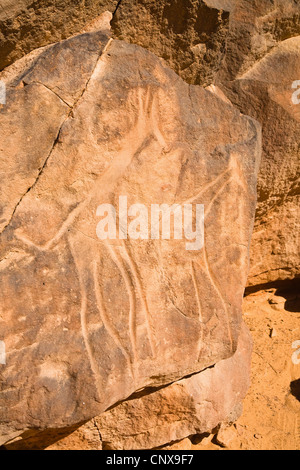 Felsgravuren der Giraffen in der steinerne Wüste Wadi Mathendous, Libyen, Sahara Stockfoto