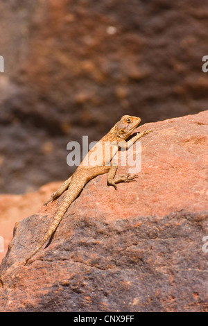 Eidechse im Wadi Mathendous, Libyen, Sahara, Wadi Barjuj Stockfoto