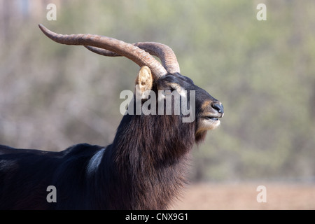 Antilope Hufe Hörner Nile Lechwe wasserbock Stockfoto