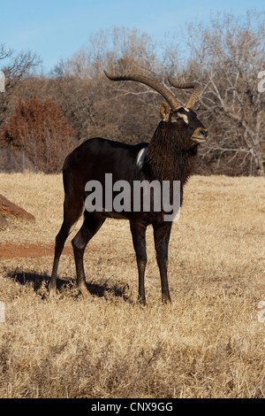 Antilope Hufe Hörner Nile Lechwe wasserbock Stockfoto