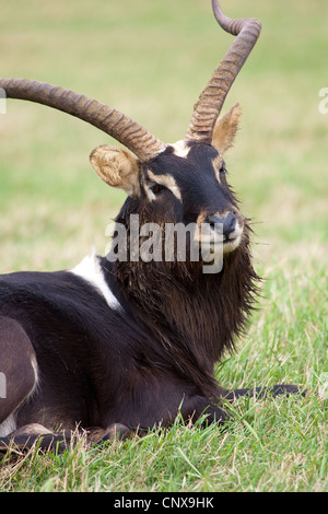 Antilope Hufe Hörner Nile Lechwe wasserbock Stockfoto