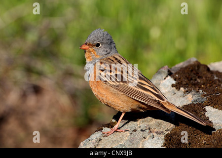 Cretzschmar der Ammer (Emberiza Caesia), männliche sitzt auf einem Felsen, Griechenland, Lesbos Stockfoto