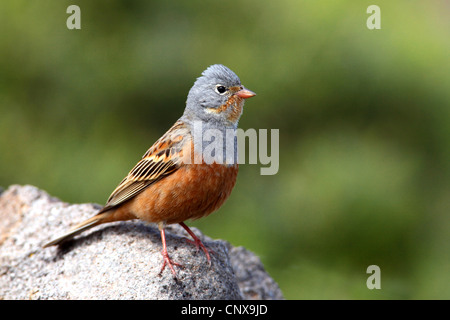 Cretzschmar der Ammer (Emberiza Caesia), männliche sitzt auf einem Felsen, Griechenland, Lesbos Stockfoto