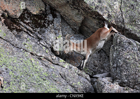 Spanischer Steinbock (Capra Pyrenaica), weibliche Klettern in Spanien, Sierra De Gredos Stockfoto