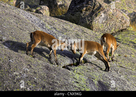 Spanischer Steinbock (Capra Pyrenaica), Kampf gegen Jugendliche, Spanien, Sierra De Gredos Stockfoto