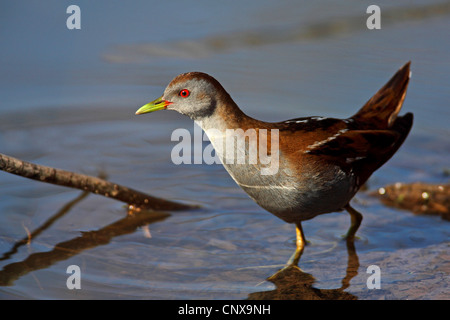 Little Crake (Porzana Parva), männliche stehen in flachen, Griechenland, Lesbos Stockfoto