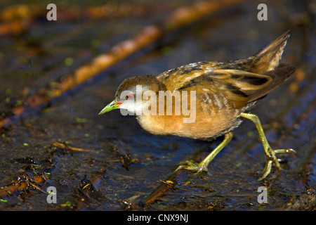 Little Crake (Porzana Parva), weiblichen stehen in flachen, Griechenland, Lesbos Stockfoto