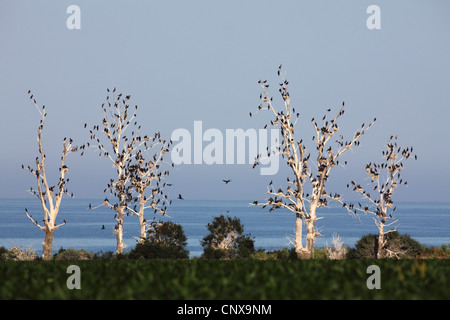 Kormoran (Phalacrocorax Carbo), Verschachtelung Kolonien, Bulgarien, Durankulaksee Stockfoto