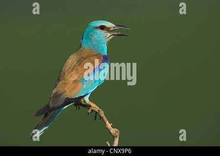 Blauracke (Coracias Garrulus), auf einem Ast mit offenen Schnabel, Bulgarien Stockfoto