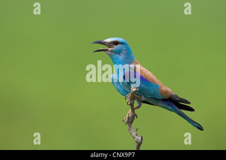 Blauracke (Coracias Garrulus), auf einem Ast mit offenen Schnabel zur Thermoregulierung, Bulgarien Stockfoto