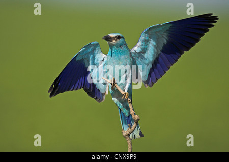 Blauracke (Coracias Garrulus), landete auf einem Ast, Bulgarien Stockfoto