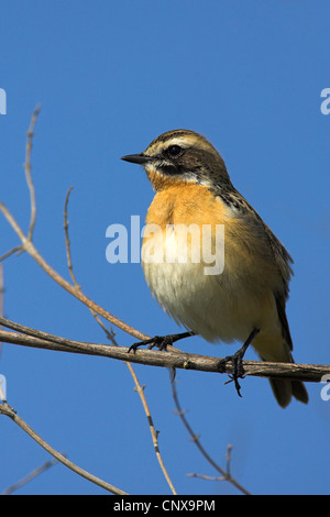 Braunkehlchen (Saxicola Rubetra), sitzt auf einem Ast, Griechenland, Lesbos Stockfoto