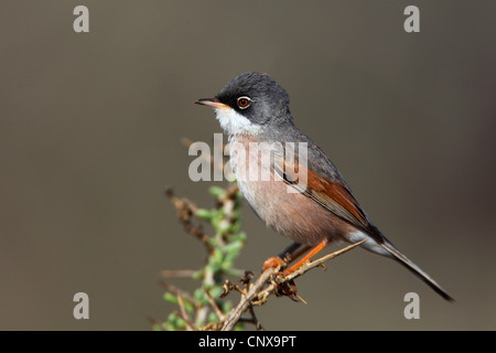 brillentragende Grasmücke (Sylvia Conspicillata), männliche sitzt auf einem Zweig, Kanarischen Inseln, Fuerteventura Stockfoto