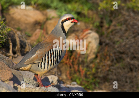 Chukar Rebhuhn (Alectoris Chukar), Männlich, Griechenland, Lesbos Stockfoto