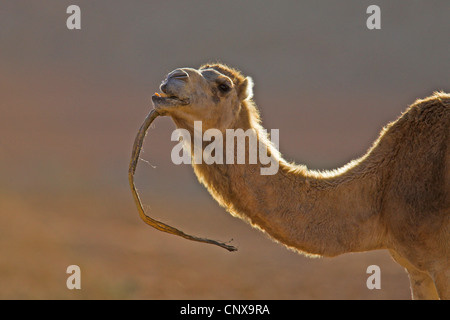 Dromedar, einen buckligen Kamel (Camelus Dromedarius), ernähren sich von trockenen Blatt Jahrhundertpflanze, Kanarischen Inseln, Fuerteventura Stockfoto