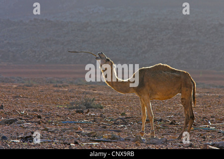 Dromedar, einen buckligen Kamel (Camelus Dromedarius), Fütterung auf ein welkes Blatt Jahrhundertpflanze, Kanarischen Inseln, Fuerteventura Stockfoto