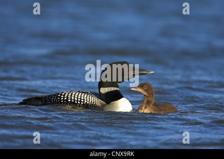 großen nördlichen Taucher (Gavia Immer), mit Quietsche, Island, Myvatnsee Stockfoto