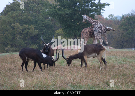 Antilope Hufe Hörner Nile Lechwe wasserbock Stockfoto