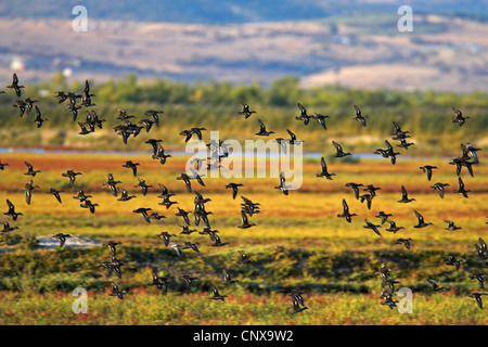 Grün – geflügelte Krickente (Anas Vogelarten), Herde, Griechenland Evros fliegen Stockfoto