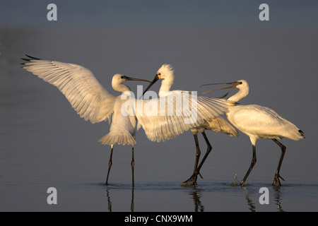 weiße Löffler (Platalea Leucorodia), adult füttern Quietsche, Niederlande, Flevoland Stockfoto