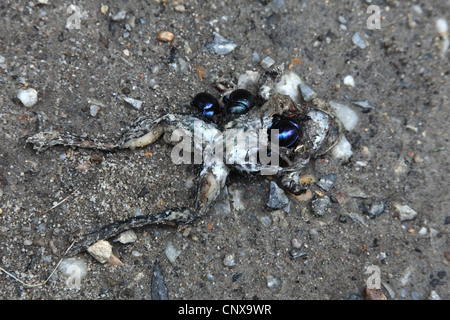 Europäischen gemeinsamen Kröte (Bufo Bufo), Mistkäfer ernähren sich von einer toten Kröte, Deutschland Stockfoto