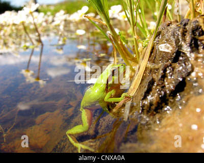 stripeless ja, mediterrane Treefrog (Hyla Meridionalis), am Ufer von einem See, Spanien, Extremadura Stockfoto