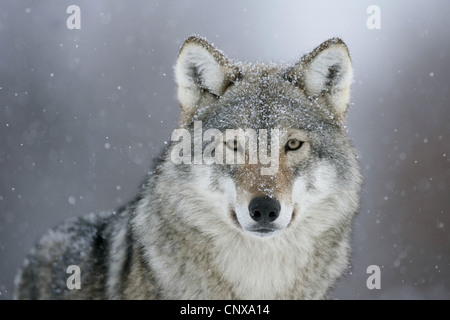 Europäische graue Wolf (Canis Lupus Lupus), Porträt, stehend in fallenden Schnee, Norwegen Stockfoto