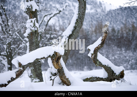 Schleiereule (Tyto Alba), sitzen in winterlichen Landschaft auf abgestorbenem Holz, Großbritannien, Schottland, Cairngorm National Park Stockfoto