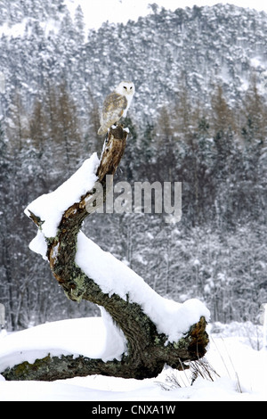 Schleiereule (Tyto Alba), sitzen auf Outlook im Winter Landschaft, Großbritannien, Schottland, Cairngorm National Park Stockfoto