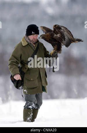 Steinadler (Aquila Chrysaetos), am Arm der Falkner in Schnee, Großbritannien, Schottland, Cairngorm National Park Stockfoto