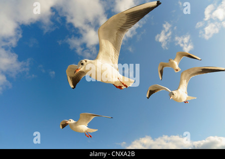 Lachmöwe (Larus Ridibundus), fliegen, Deutschland, Ostsee Stockfoto