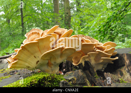 Huhn des Waldes (Laetiporus Sulphureus) auf abgestorbenem Holz, Deutschland Stockfoto