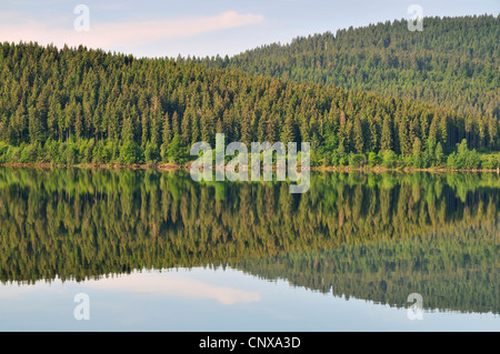 Nadelwald Spiegelung in Schluchsee, Deutschland, Baden-Württemberg, Schwarzwald Stockfoto