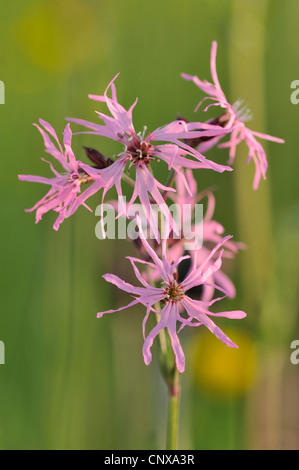 Wiese Campion, zerlumpt Robin (Lychnis Flos-Cuculi, Silene Flos-Cuculi), blühen, Deutschland Stockfoto